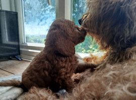 Cockapoo F2