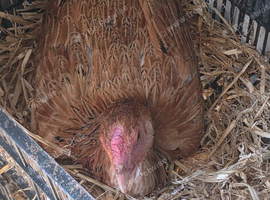 Aseel chicken