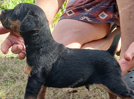 TOP QUALITY FELL TERRIER PUPS