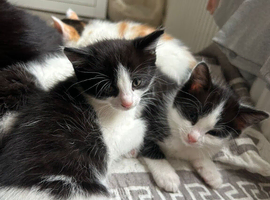 Kittens