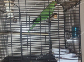 Ringneck parrot and cage