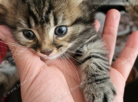 Mix-persian-british shorthair fluffy kittens