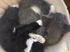 Kittens for sale