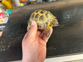 Horsefield tortoise