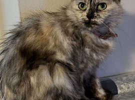Maine coon x bsh kitty