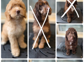 Gorgeous miniature labradoodle puppies