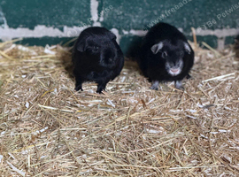 2 Boar guinea pigs