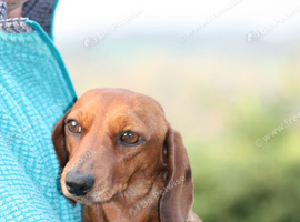GORGEOUS EXTREMELY LOVING 4 YEAR OLD RED TRUE MINI SMOOTH GIRLIE.