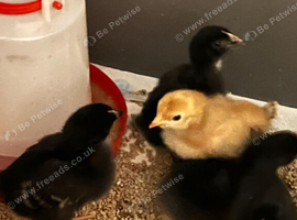 Cochin x Cream Legbar 1 week old chicks
