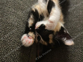 Two adorable sister 9 month old kittens for sale