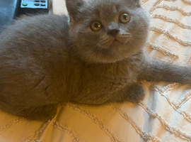 Blue British shorthaired kittens