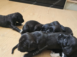 Bavarian mountain hound cross english springer spaniel