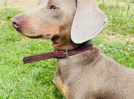 Lovely Dachshund Milo Looking for His Forever Home
