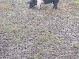2 female Saddlebacks Pigs