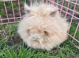 Double maned lion head doe