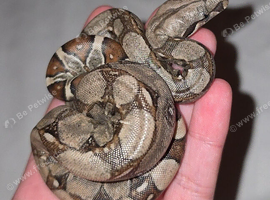2x baby boas