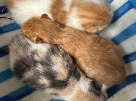 Kittens for sale