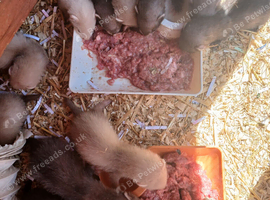 Baby ferrets