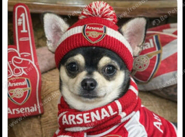 Stunning chihuahua