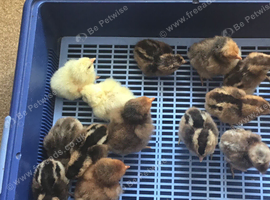 CREAMLEGBAR  AND SALMON FAVEROLLE CHICKS