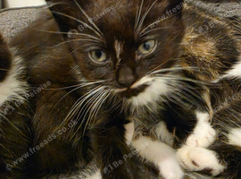 6 Mixed Breed Kittens