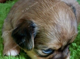 Girl chorkie/shit zu