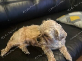 Cocker shih tzu