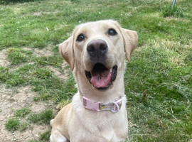 Beautiful Yellow Labrador for Sale &ndash; Malibu (19 Months Old)