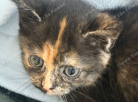Kitten for sale