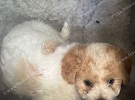 Puppies