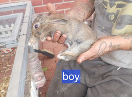 8 week old bunny for sale