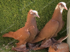 Iraqi pigeon
