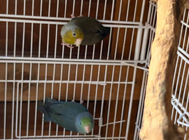 Three parrotlets