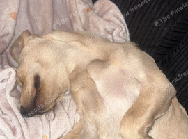 Female Labrador puppy