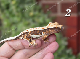 Various crested geckos