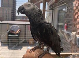 Cango African grey for sale?
