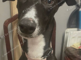 Loving lurches called Bonnie