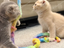 Full Pedigree TICA Kittens