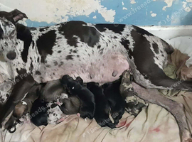 Lurcher Saluki cross puppies