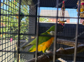 Senegal Pair - 4 years old