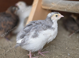 Celadon Quail