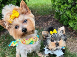 This Yorkshire terrier boy is available again