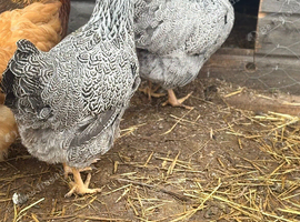 Silver penciled Wyandottes