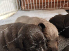 Bedlington whippet puppies