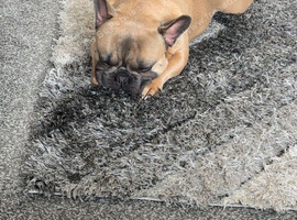 Frenchie looking for a forever home