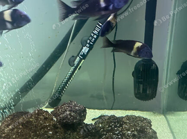 Fish tank