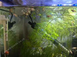 Platy Fry