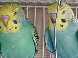 Pair of young cocks