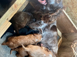 Cockapoo Puppies For Sale
