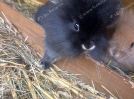 Rabbits